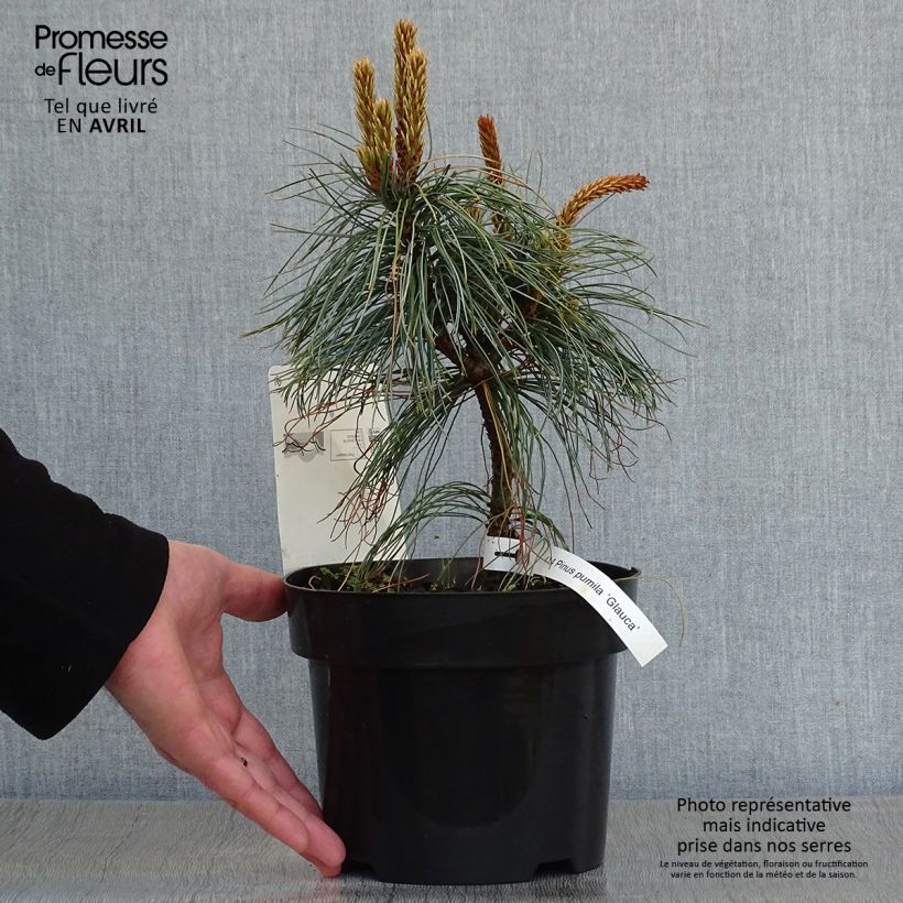 Spécimen de Pin nain de Sibérie - Pinus pumila Glauca tel que livré au printemps