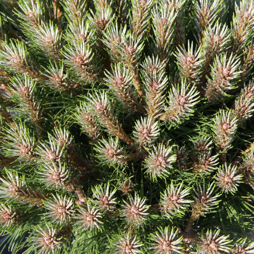 Pin noir - Pinus nigra Marie Brégeon (Feuillage)