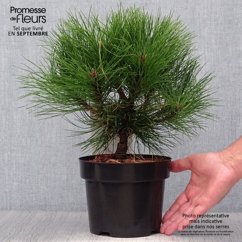 Spécimen de Pin noir - Pinus nigra Marie Brégeon tel que livré en automne
