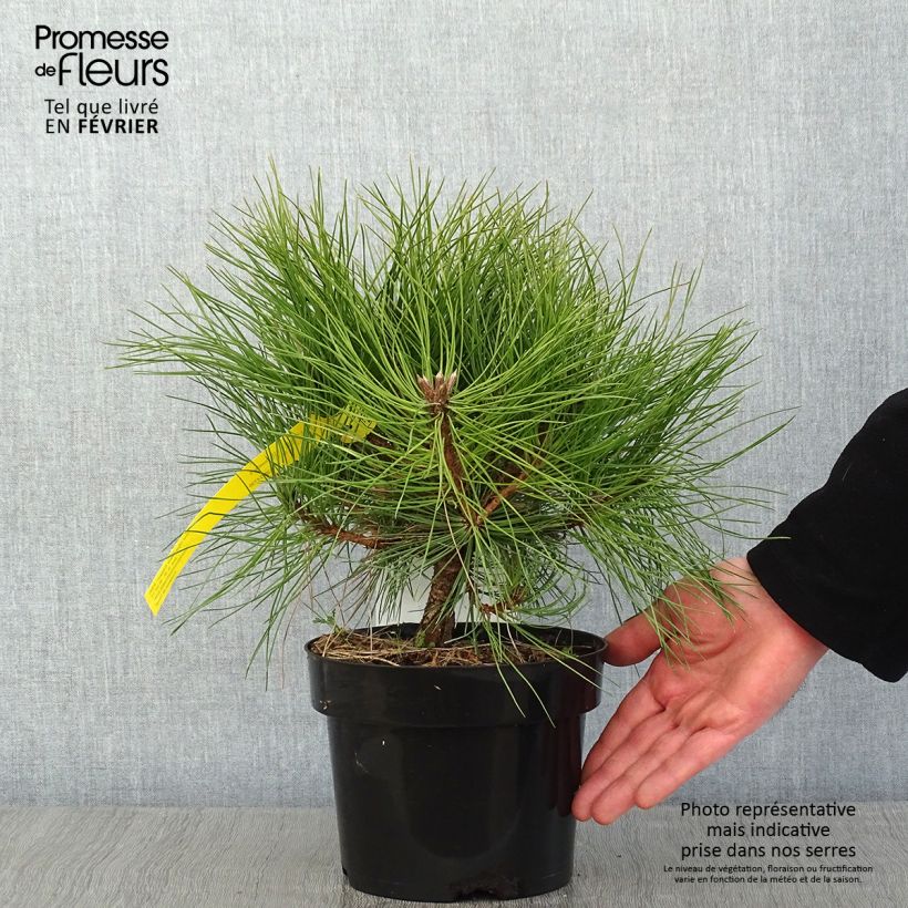 Spécimen de Pin noir - Pinus nigra Marie Brégeon tel que livré en hiver