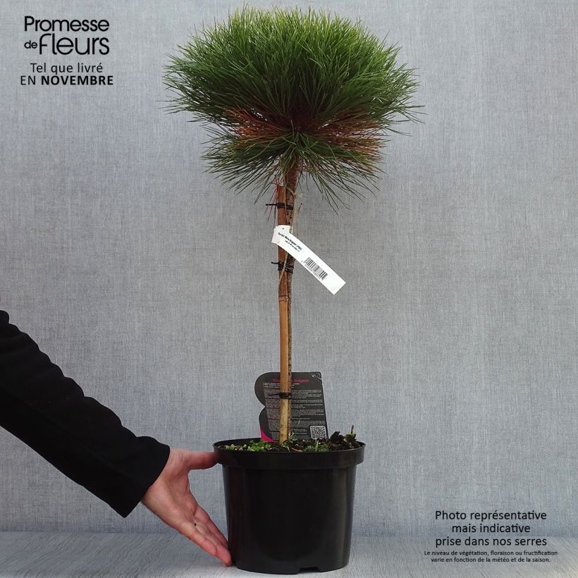 Spécimen de Pin noir - Pinus nigra Marie Brégeon tel que livré en automne