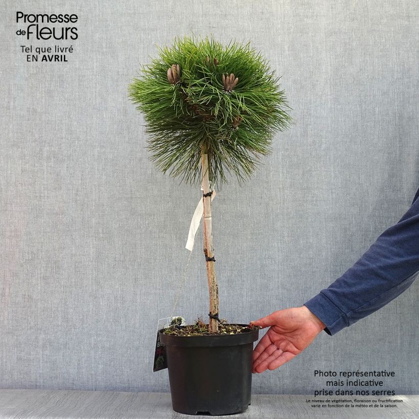 Spécimen de Pin noir - Pinus nigra Marie Brégeon tel que livré au printemps