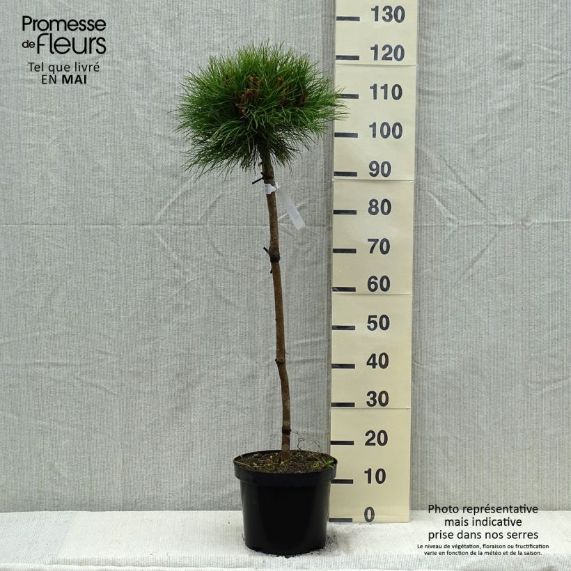 Spécimen de Pin noir - Pinus nigra Marie Brégeon Pot de 7,5L/10L, TigeHauteur livrée env. 70/90cm tel que livré au printemps