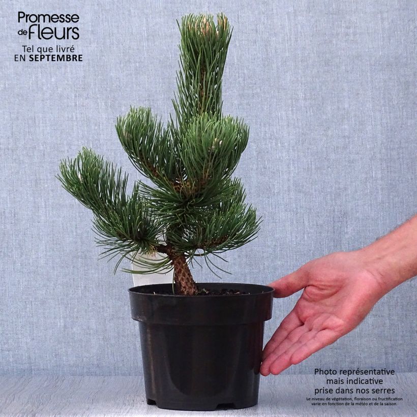 Spécimen de Pin noir - Pinus nigra Oregon Green Pot de 2L/3L tel que livré en automne