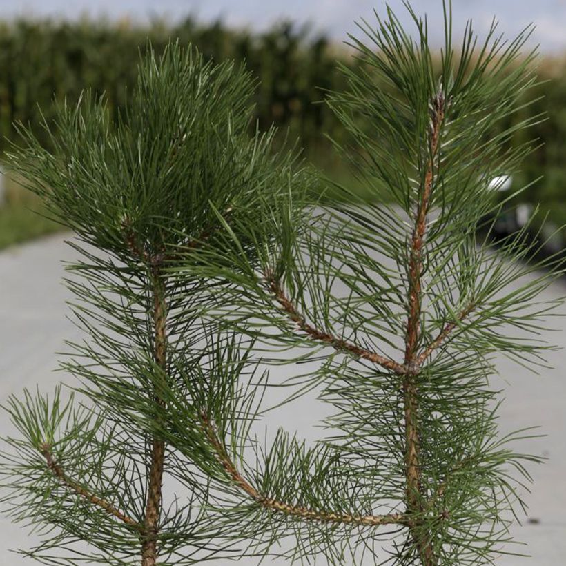 Pin noir d'Autriche - Pinus nigra nigra (Feuillage)