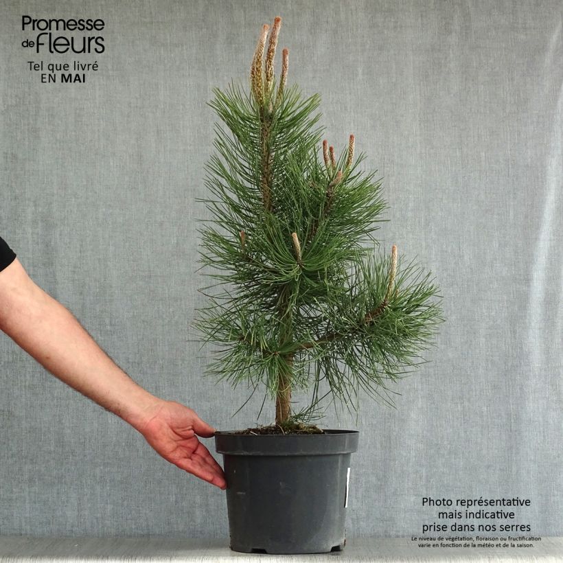 Spécimen de Pin noir d'Autriche - Pinus nigra nigra tel que livré au printemps