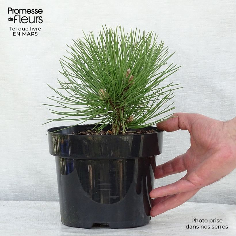 Spécimen de Pin noir nain - Pinus nigra Nana en pot de 2L/3L tel que livré au printemps