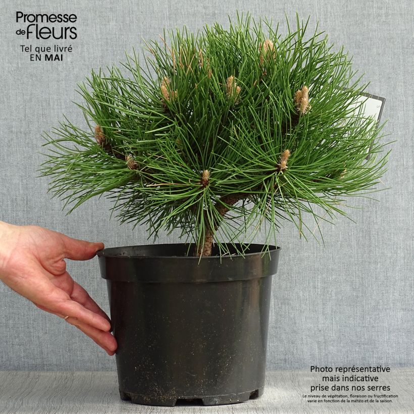 Spécimen de Pin noir nain - Pinus nigra Nana en pot de 4L/5L tel que livré au printemps