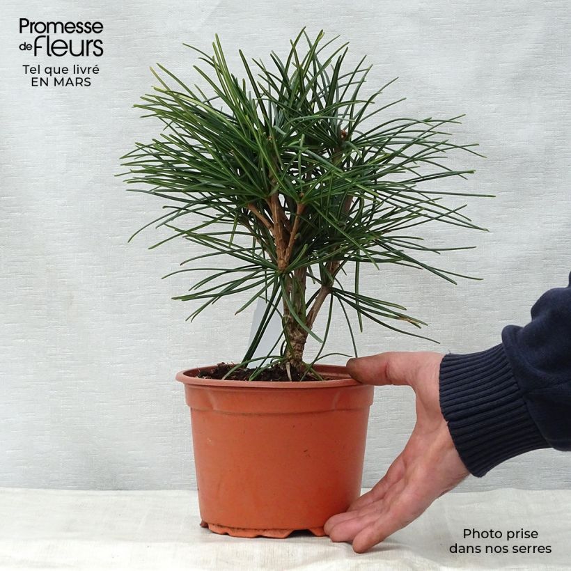 Spécimen de Pin parasol du japon - Sciadopitys verticillata Pot de 2L/3L tel que livré au printemps