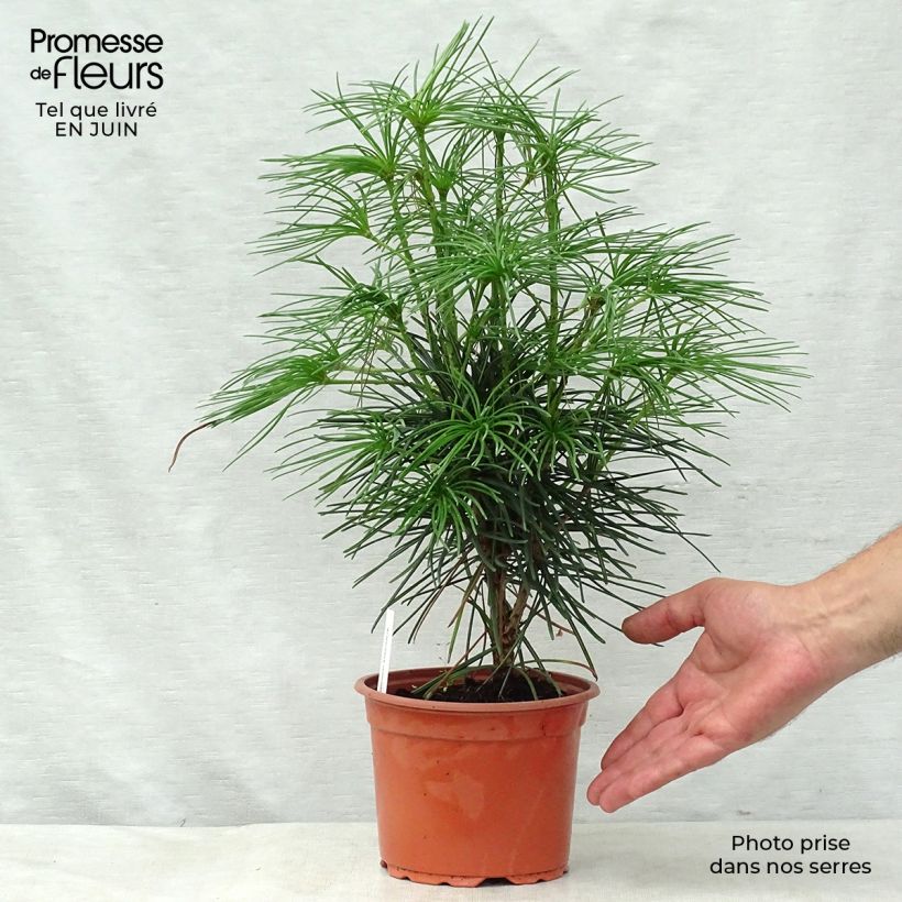 Spécimen de Pin parasol du japon - Sciadopitys verticillata Pot de 2L/3L tel que livré en été