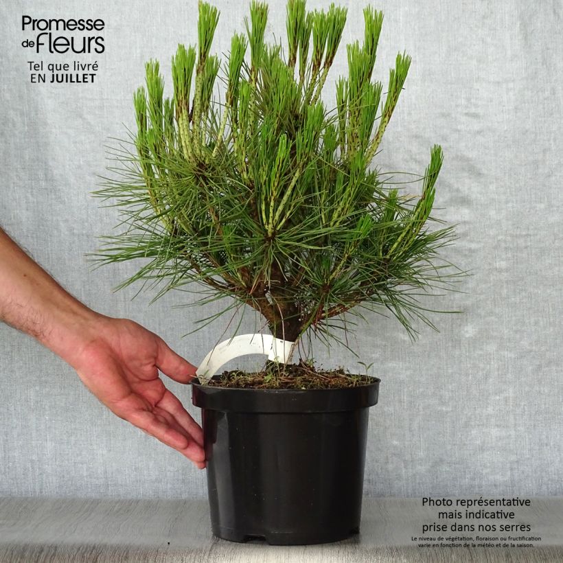 Example of Pin rouge du Japon - Pinus densiflora Alice Verkade                 as you get in ete
