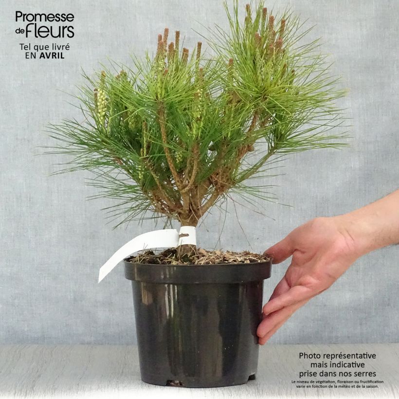 Spécimen de Pin rouge du Japon - Pinus densiflora Alice Verkade                 tel que livré au printemps