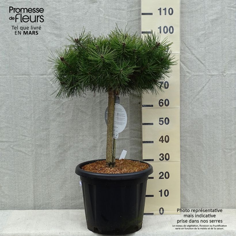 Spécimen de Pin rouge du Japon - Pinus densiflora Low Glow                       tel que livré en hiver