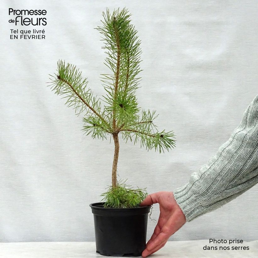 Spécimen de Pin sylvestre - Pinus sylvestris tel que livré en hiver