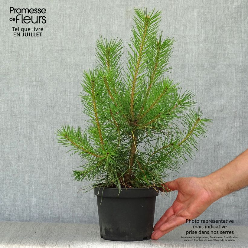 Spécimen de Pin sylvestre - Pinus sylvestris Pot de 2L/3L tel que livré en été