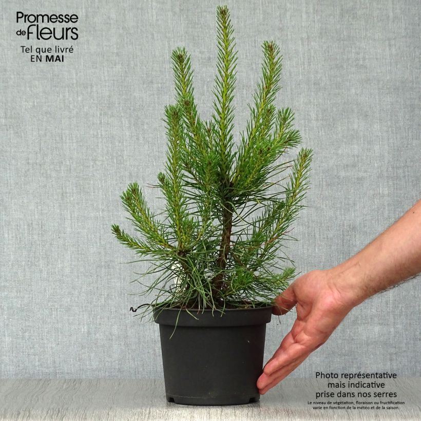 Spécimen de Pin sylvestre - Pinus sylvestris en pot de 2/3L tel que livré au printemps