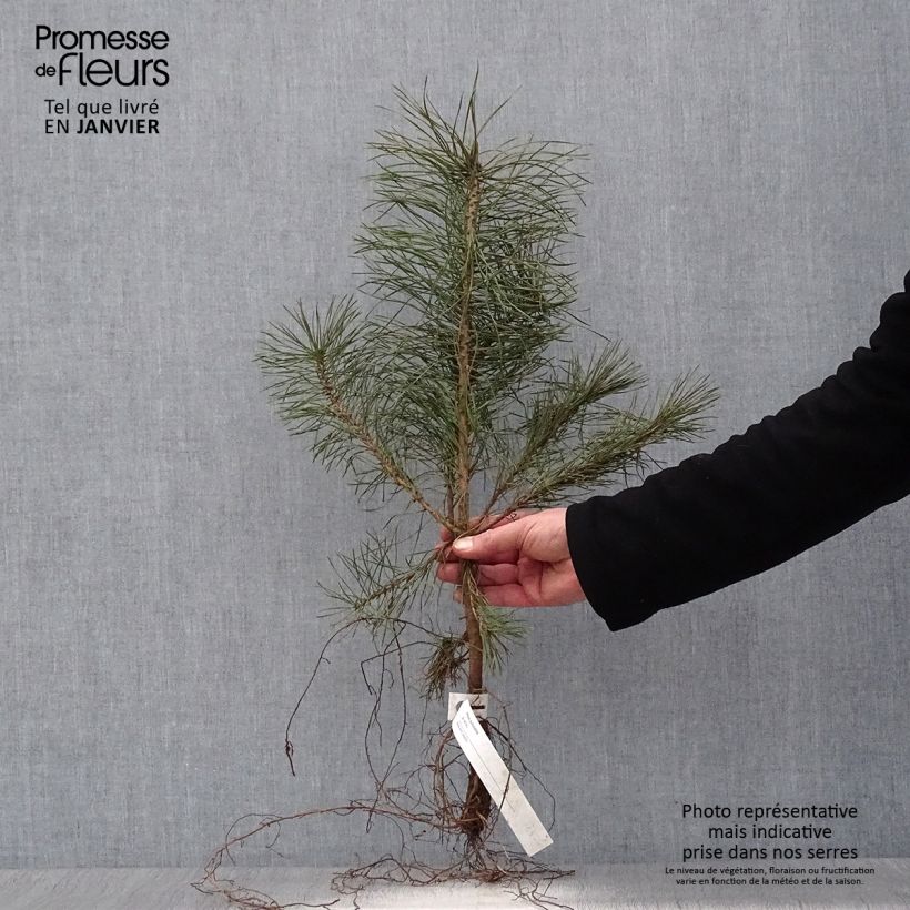 Spécimen de Pin sylvestre - Pinus sylvestris en racines nues 30/50cm tel que livré en hiver