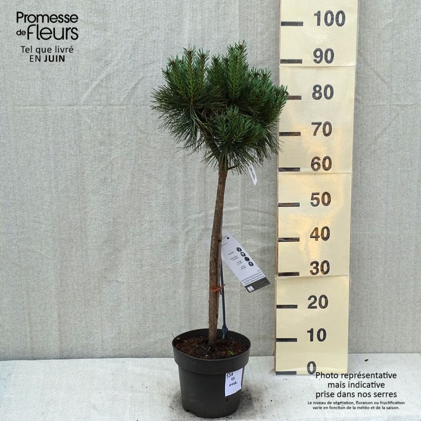 Example of Pin sylvestre nain - Pinus sylvestris Chantry Blue as you get in ete