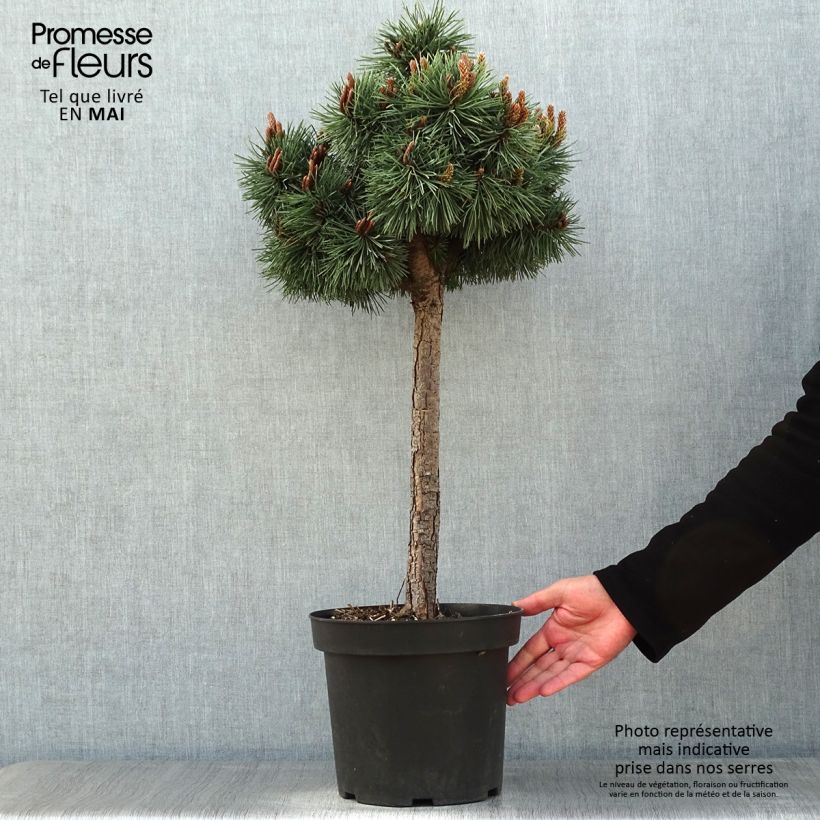 Spécimen de Pin sylvestre nain - Pinus sylvestris Doone Valley Pot de 7,5L/10L tel que livré au printemps