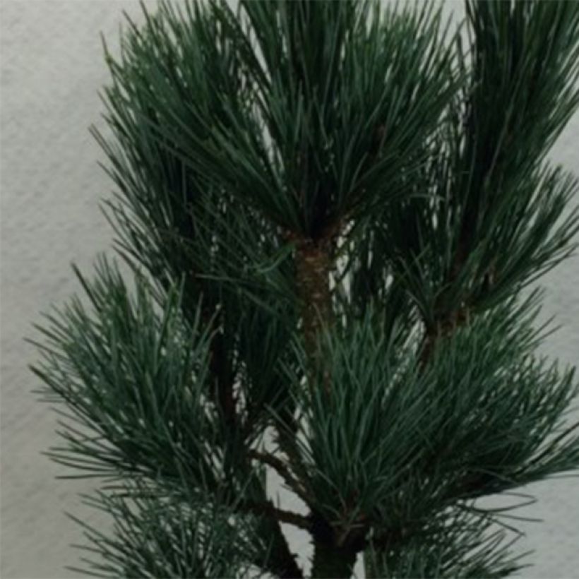 Pin cembro nain - Pinus cembra Compacta Glauca                   (Feuillage)