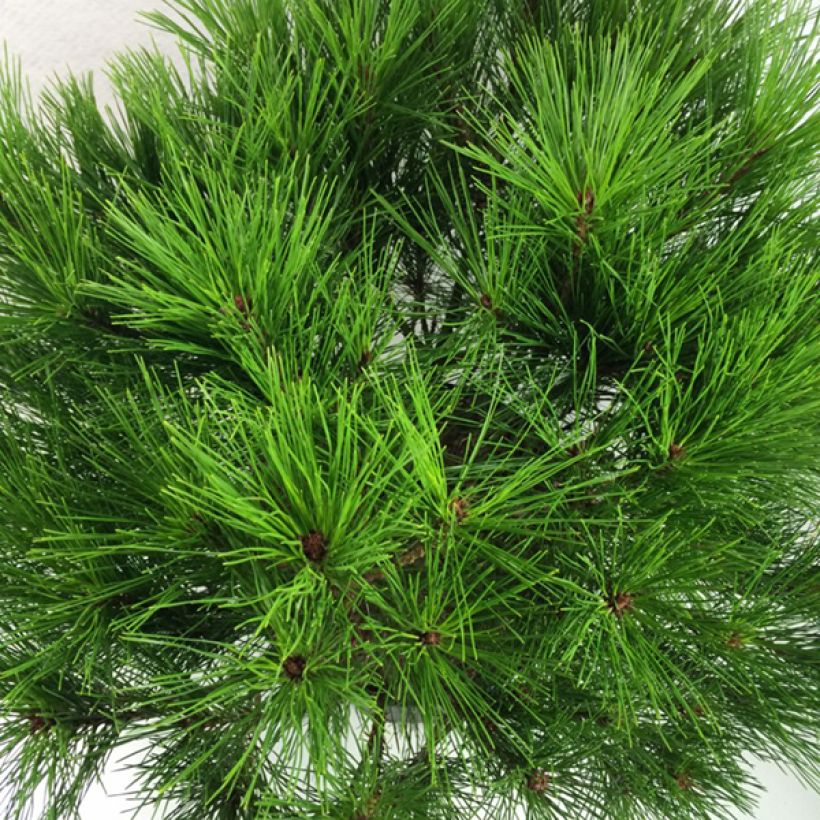 Pin rouge du Japon - Pinus densiflora Alice Verkade                 (Feuillage)