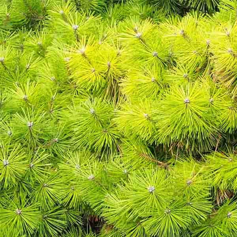 Pinus densiflora Jane Kluis - Pin rouge du Japon (Feuillage)