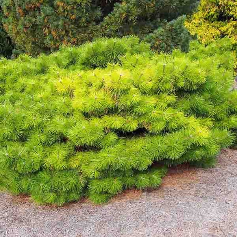 Pinus densiflora Jane Kluis - Pin rouge du Japon (Port)