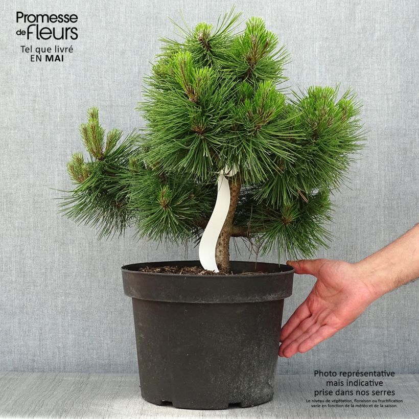 Spécimen de Pinus densiflora Jane Kluis - Pin rouge du Japon en 7.5L               tel que livré au printemps