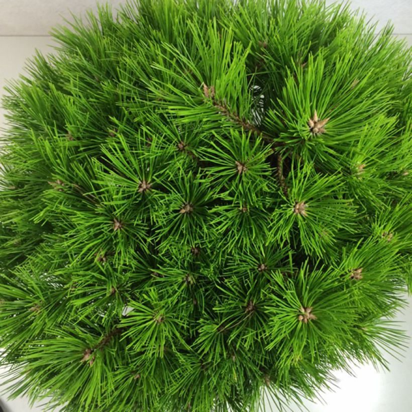 Pin rouge du Japon - Pinus densiflora Low Glow                       (Feuillage)