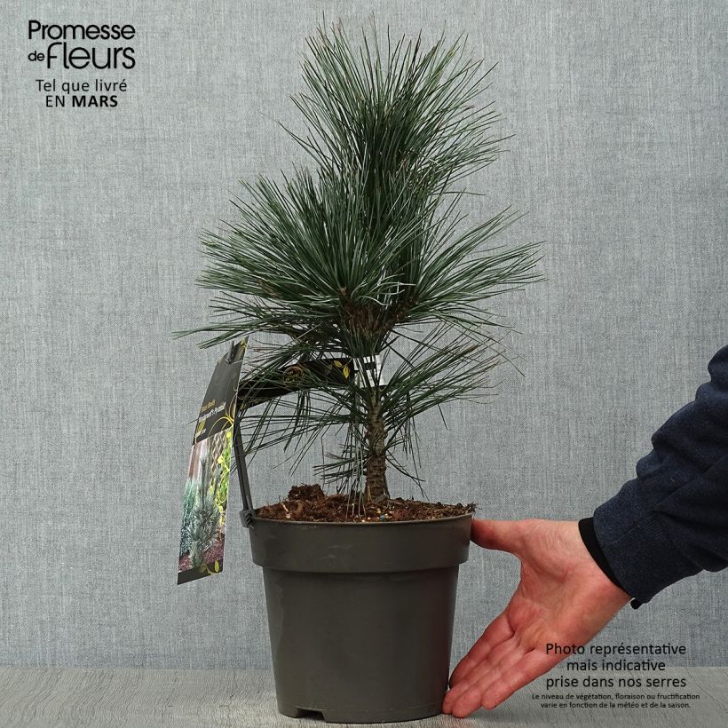 Spécimen de Pin - Pinus flexilis Vanderwolf's Pyramid tel que livré au printemps
