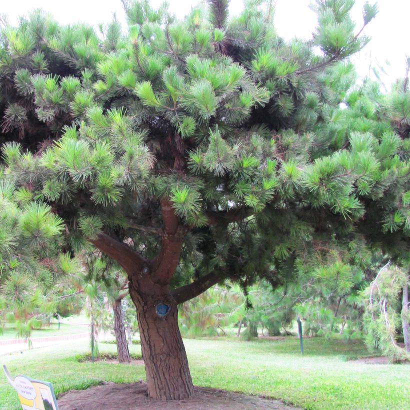 Pinus insignis (radiata) - Pin de Monterey (Port)