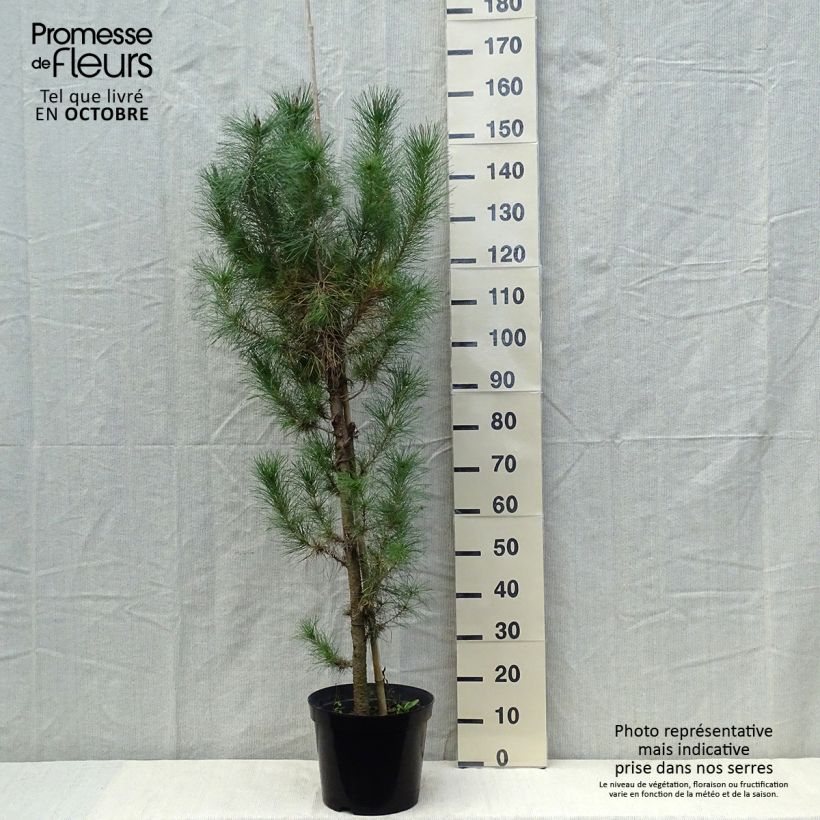 Spécimen de Pinus insignis (radiata) - Pin de Monterey Pot de 7,5L/10L tel que livré en automne