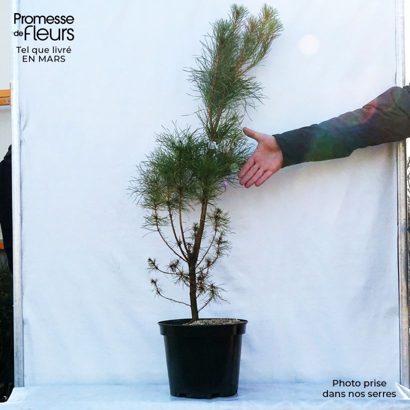 Spécimen de Pinus insignis (radiata) - Pin de Monterey pot de 10L tel que livré au printemps