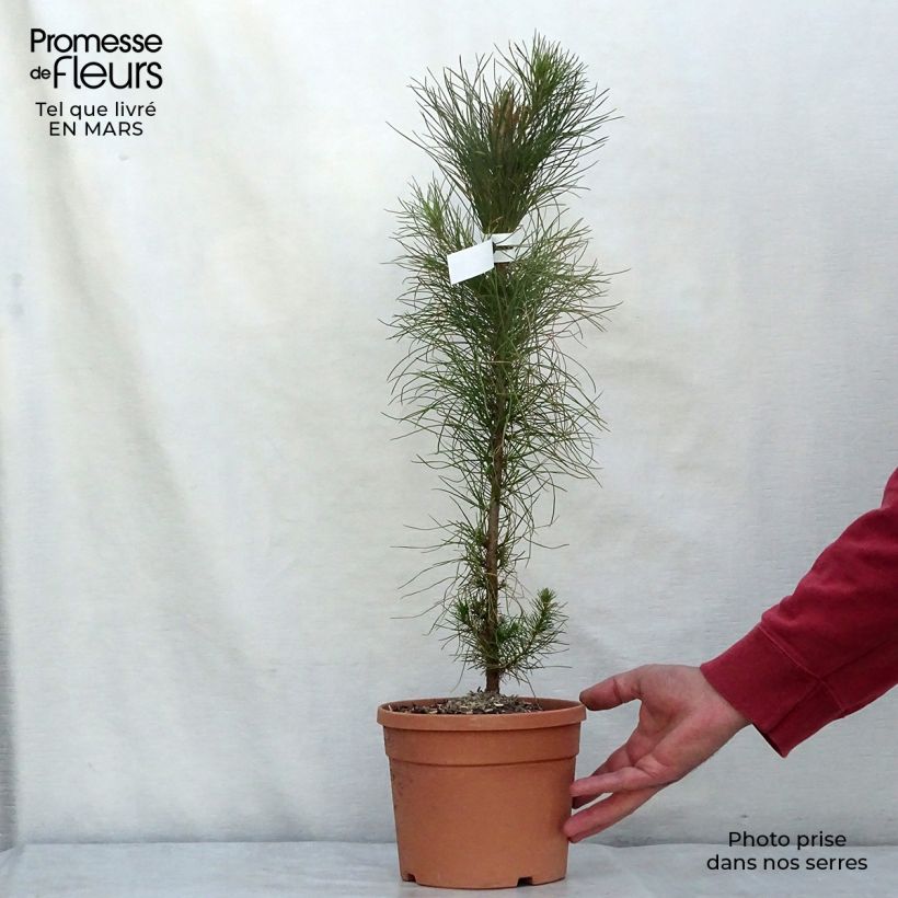 Spécimen de Pinus insignis (radiata) - Pin de Monterey pot de 3L tel que livré au printemps