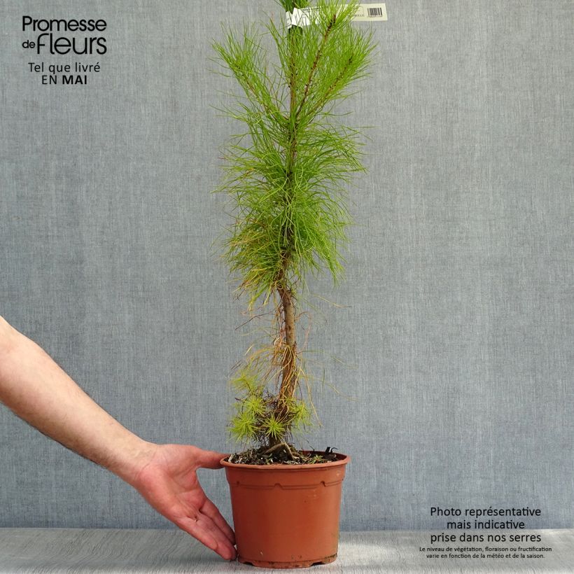 Spécimen de Pinus insignis (radiata) - Pin de Monterey tel que livré au printemps