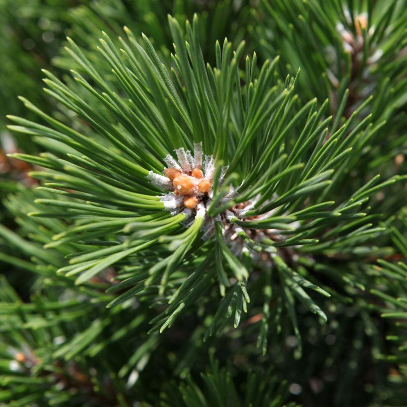 Pin de montagne - Pinus mugo Gnom (Feuillage)