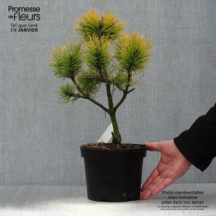 Spécimen de Pinus mugo Golden Glow - Pin de montagne                          Pot de 3L/4L tel que livré en hiver