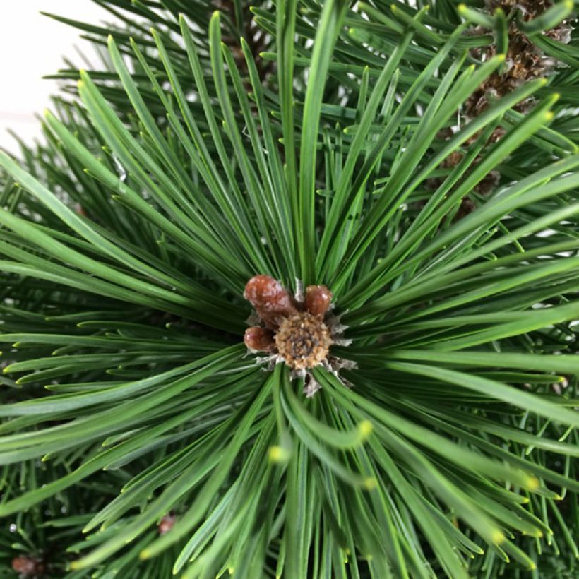 Pinus mugo Green Column - Pin de montagne                          (Feuillage)
