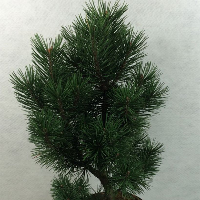 Pinus mugo Green Column - Pin de montagne                          (Port)