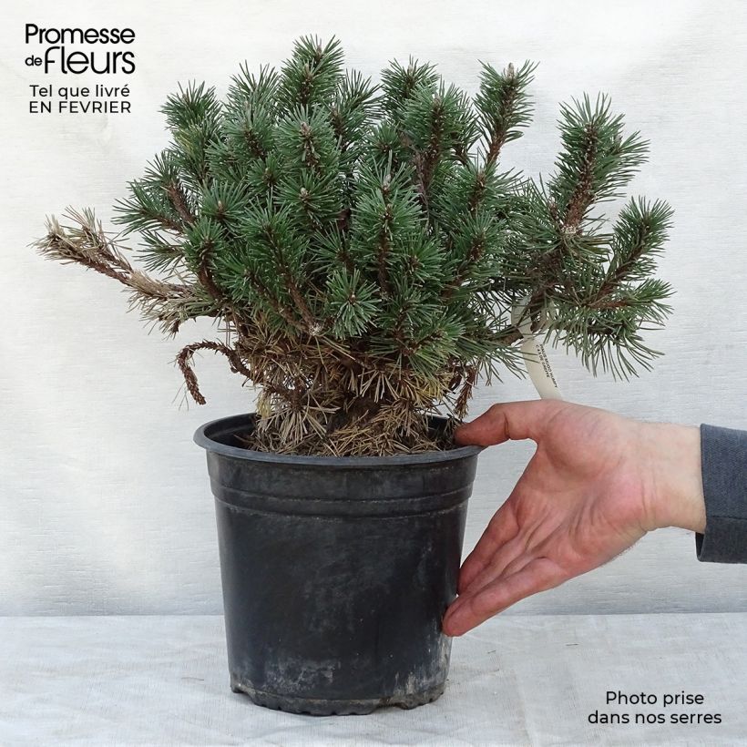 Spécimen de Pinus mugo Humpy - Pin nain de montagne tel que livré en hiver