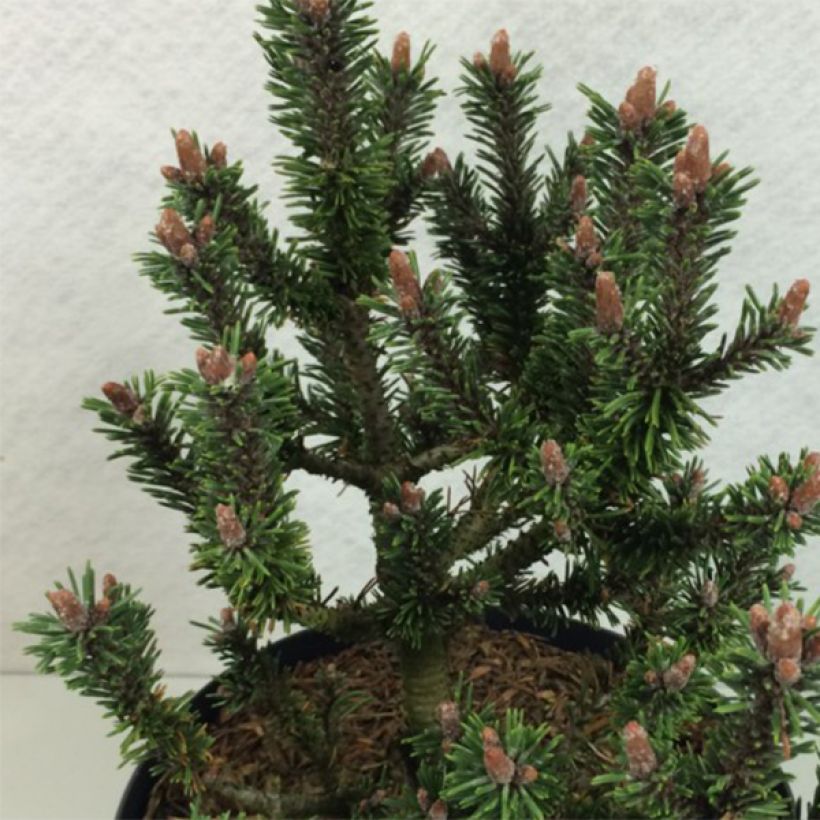 Pinus mugo Kissen - Pin de montagne                                (Feuillage)