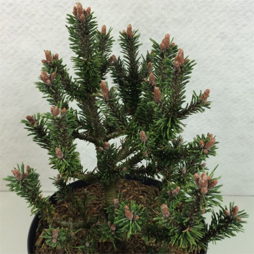 Pinus mugo Kissen - Pin de montagne (Port)