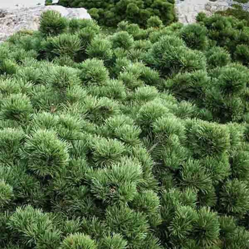 Pin de montagne - Pinus mugo Lilliput                        (Feuillage)