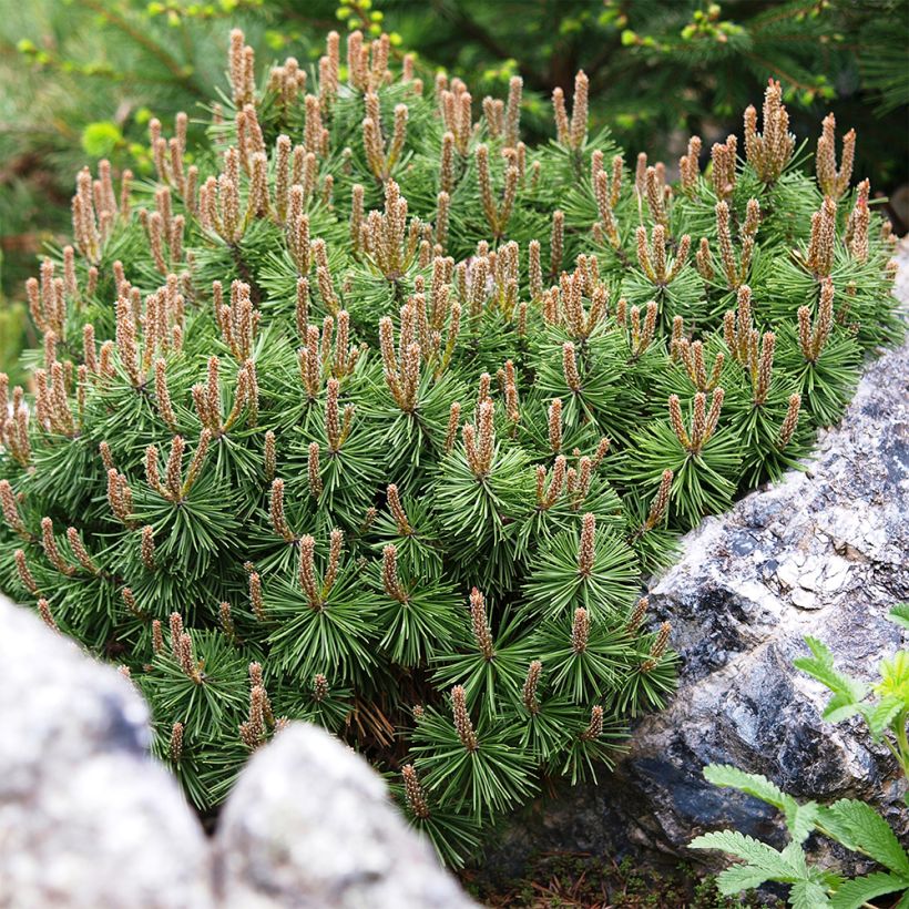 Pinus mugo Mops - Pin de montagne (Floraison)