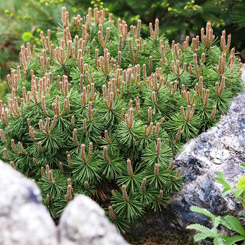 Pinus mugo Mops - Pin de montagne (Feuillage)