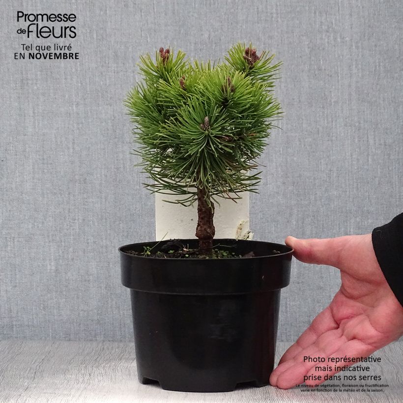 Spécimen de Pinus mugo Mops - Pin de montagne Pot de 2L/3L tel que livré en automne