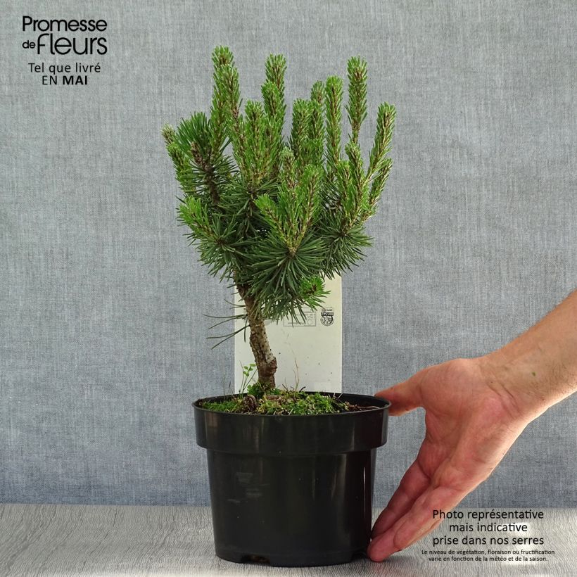 Spécimen de Pinus mugo Mops - Pin de montagne en pot de 2L/3L tel que livré au printemps