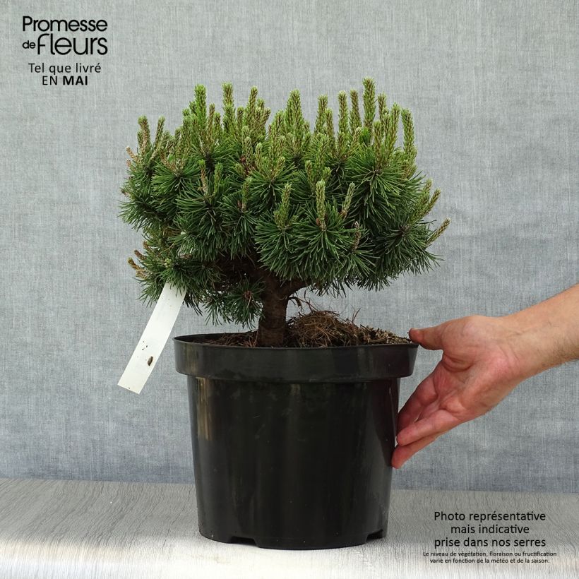Spécimen de Pinus mugo Mops - Pin de montagne en pot de 4L/5L                          tel que livré au printemps