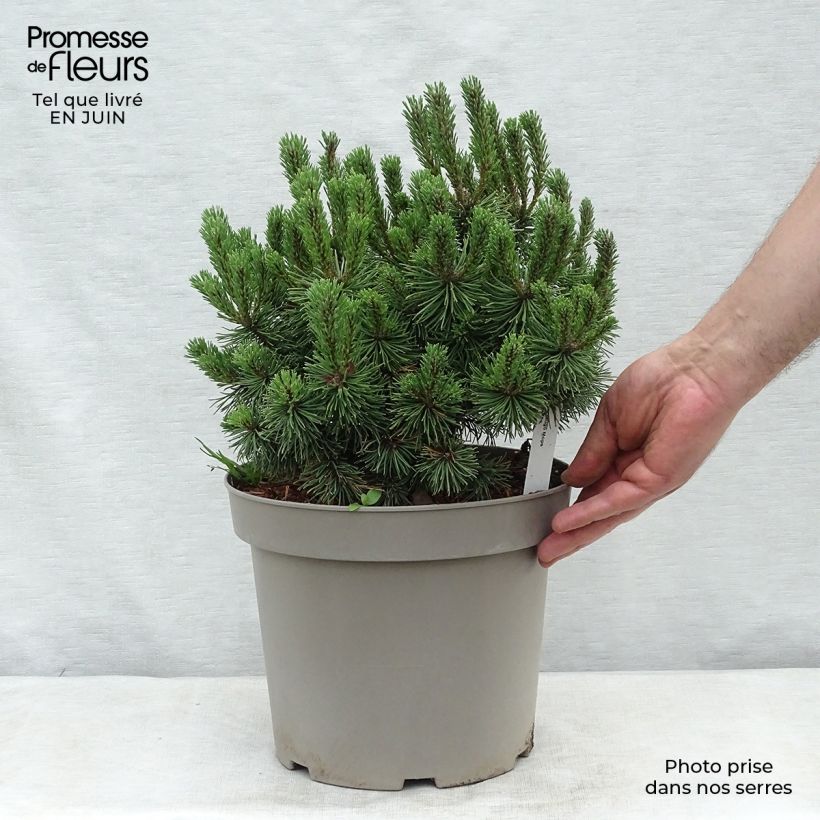 Spécimen de Pinus mugo Mops - Pin de montagne Pot de 4L/5L, Gréffé tel que livré en été