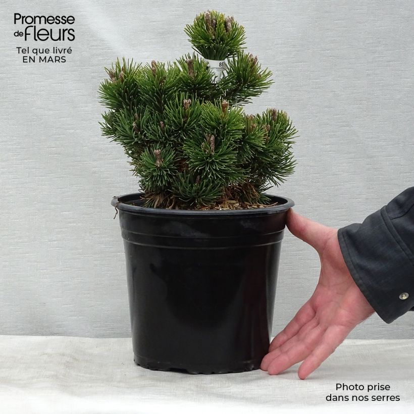 Spécimen de Pinus mugo Picobello - Pin nain des montagnes tel que livré au printemps